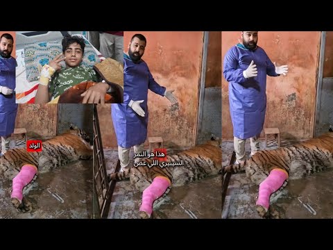 عاجل شفتو شنو صار بحالة النمر اللي عض الولد في الزوراء سبحان الله 2لان فاجعة في الموصل يارب سترك