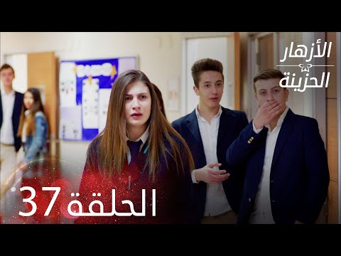 الأزهار الحزينة الحلقة 37 كاملة Kırgın Çiçekler