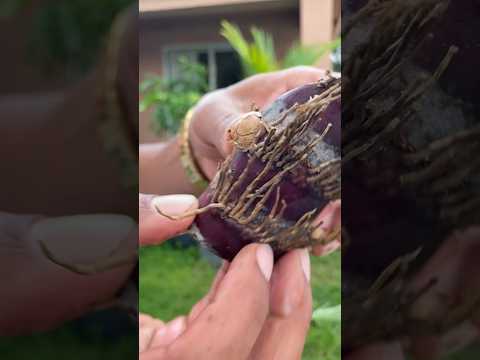 So Bauen Sie ECHTES ZUCKERROHR In Ihrem Garten An