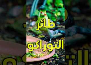 طائر التوراكو له ريش جميل باللون الأخضر والزمردي عالم الحيوان غرائب معلومات وثائقي حيوانات Shorts