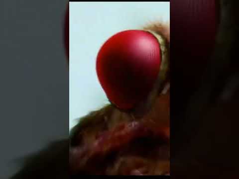 EEGA 2 Makkhi 2 New Teaser Shorts Ramcharan Samantha Ssrajamouli Makkhi Eega