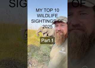  My Top 10 Wildlife Sightings Of 2025 Part 1 Overlanding Lions Cheetah Elephants Travelafrica