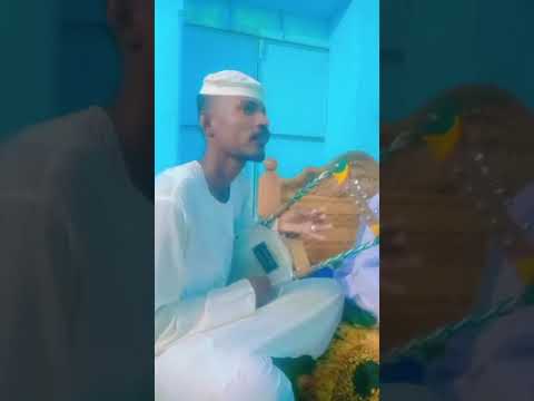 جديد الفنان الجيلي الشيخ يا قماري 2025