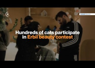 Hundreds Of Cats Participate In Erbil Beauty Contest