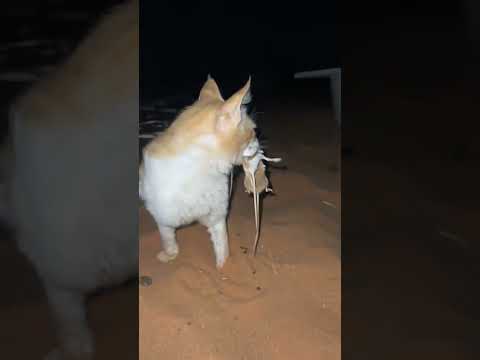 القط طمران يصيد 3 فئران دفعة واحدة اشتراك بالقناة السعودية قطط Cat