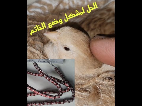 مشكل الاناث التي تلقي الفراخ بعد وضع الخاتم و طريقة تركيبه مشكل الاناث التي تلقي الفراخ بعد وضع الخاتم و طريقة تركيبه