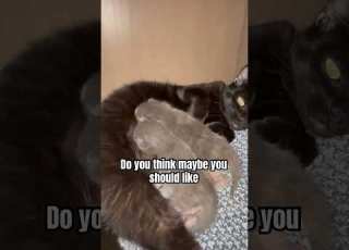  Cat Petshub Funnyanimals Likeandsubscribe Kittens Petvideos Blackcat Blowthisaccountup
