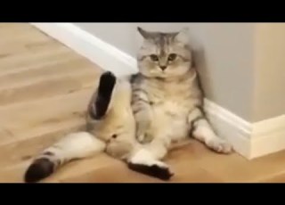  Was Tiere So Denken MEGA 1