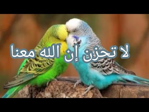 رسالة مبشرة بالخير من الله ليك صلي على النبي صلى الله عليه وسلم الامنيات تتحقق