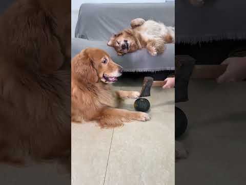 Maesoddk133 Gmail Com