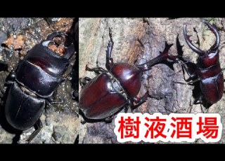 クワガタ採集 樹液場にはカブトムシやクワガタの他にも色んな昆虫が集まってきます