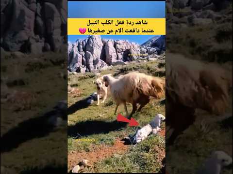 شاهد ردة فعل الكلب النبيل عندما دافعت الام عن صغيرها حيوانات