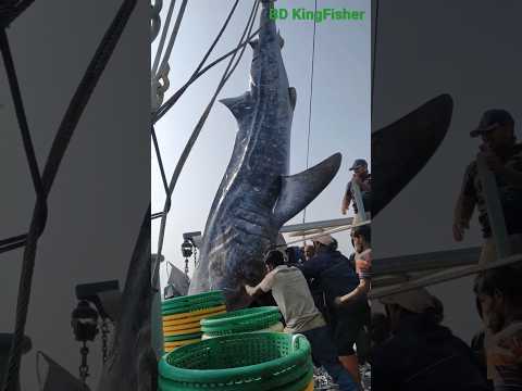 صيد أكبر سمكة قرش في العالم خطير The Largest Shark In The World
