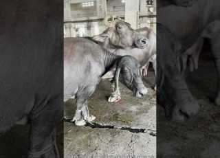 Sirf 1 Ghante Mein Slaughter House Khali Tez Kaam Ka Scene Awareness Purpose Only