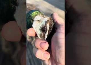  Peepers Loves Her Head Rubbed She S The Only One We Can Do This Too Birds Peahen Pets Love