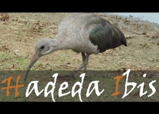  Hadada Hadeda Ibis Bird Call Birding Video Sunset Dam Kruger Park Stories Of The Kruger