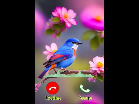Birds Ringtone 2024 Viral Tone Birds Ringtone