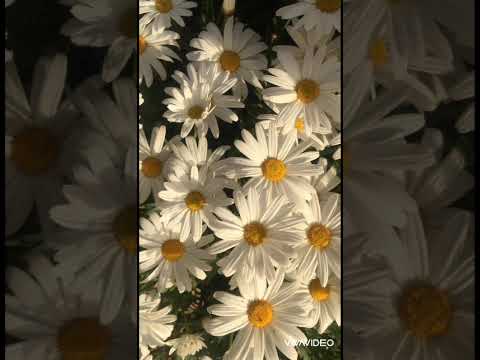 نانسي عجرم يا دبله الخطوبه بدون موسيقى دف نانسي عجرم يا دبله الخطوبه بدون موسيقى دف