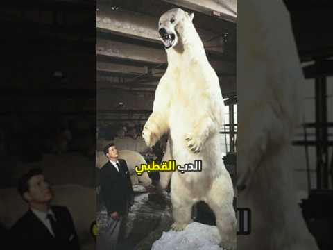 الدب القطبي أضخم مما تتخيل الدب القطبي
