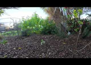  Juvenile Bowerbird Practicing His Building And Dancing