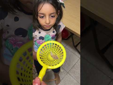 ماتت سمكة من سمكات بيسو