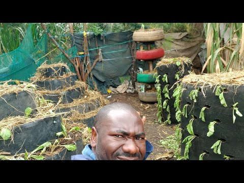 Jinsi Ya Kuchagua Mazao Ya Kulima Eneo Dogo Ahazi Ngessy Profitable Garden