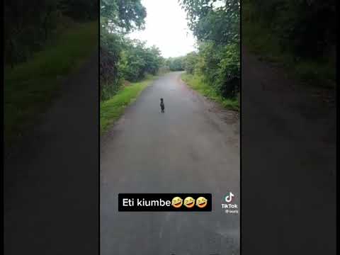 KIUMBE CHA AJABU BARABARANI CHAZUIA GARI MTOTO KIBWENGO