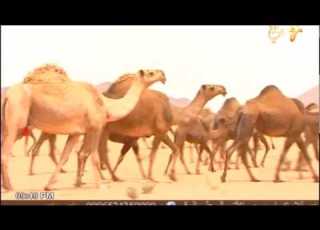  مهلي الحشاش وقفت لي ماقف مخطور