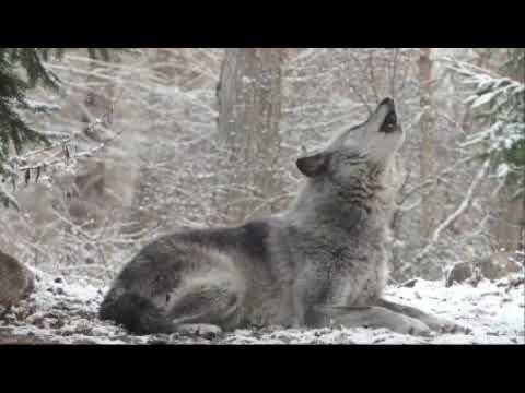 46 من سوالف الذيابة حول الذنايب وعفيف يرويها الأستاذ ابومعاذ الغنامي العتيبي 46 من سوالف الذيابة حول الذنايب وعفيف يرويها الأستاذ ابومعاذ الغنامي العتيبي