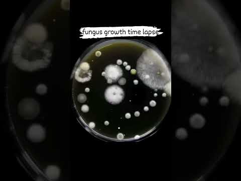 Fungus Growth Time Lapse Pathology Microbiology Lab Technician Shorts