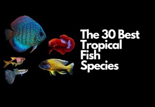 The 30 Best Tropical Fish Species