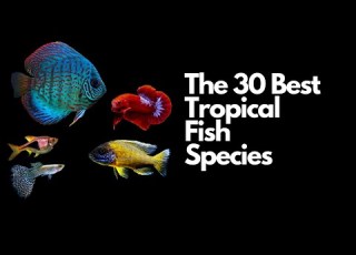 The 30 Best Tropical Fish Species