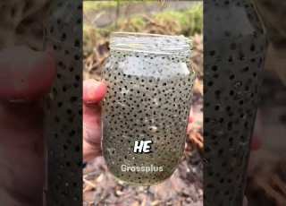 Frog Eggs Shorts Science