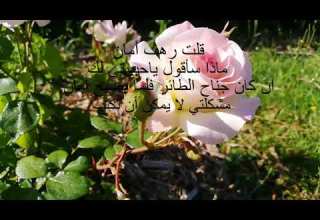 اغنية تركيا مراد علمدار ورهف قلت رهف أمان لاتنسى الاشتراك في القناة