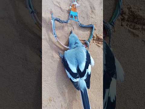 باغيين يحكموها كلومي تڨبض ليهم صرند لازم يطلقو سراحو الصرد أحمر القنة Woodchat Shrike