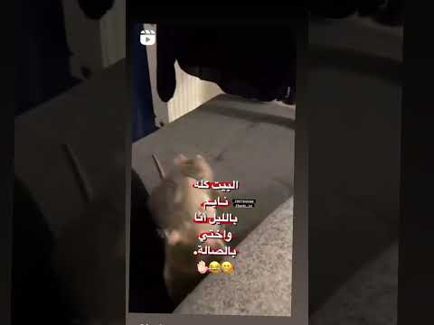 اشكك واشك ابوك