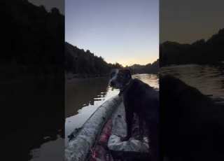 Solo Missions On The Mokau River Mokau River Jetboat Jetboating Pigdogs Dogs Nz Newzealnd