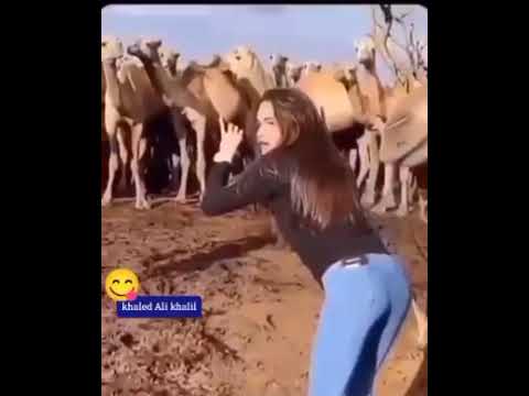 الأبل مبتحبش حد يقف جمبها