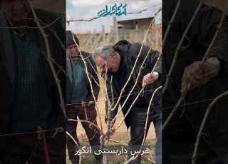  آموزش هرس انگور داربستی باغبانی Farming انگور Agriculture ترند