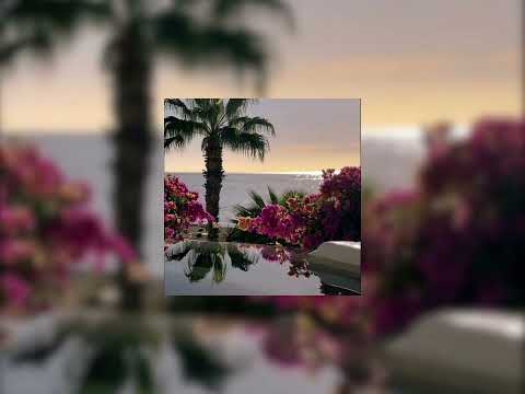 L Algerino Va Bene Speed Up