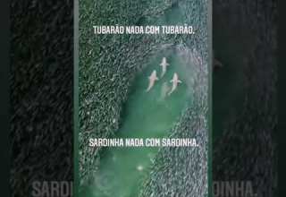 Tubarões Nadando Entre Sardinhas Oceano Natureza