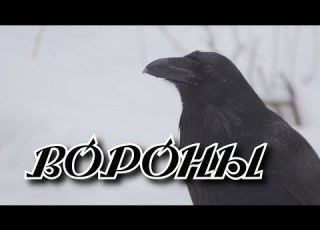  Песня на разрыв души Сергей Одинцов Вороны Новинка 2021