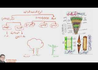 الحصة التالتة الكورس التأسيسي تركيب الخشب واللحاء