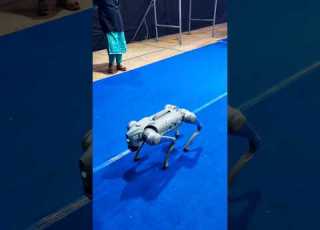 Robot Dog Roboticdog Entertainment Excitement Curiosity