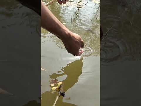 Best Fishing Part 3231