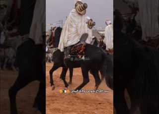 فنتازيا الجزائر لقطات نادرة من فرسان وخيول من ركب لبيض سيدي الشيخ علفة سيد الحاج بحوص البيض