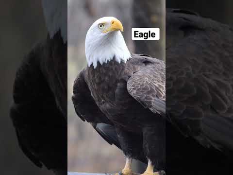 Eagle Sound