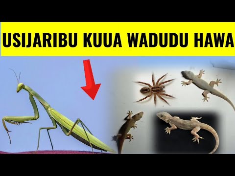 TAHADHARI WADUDU Hawa 6 Hutakiwi KUWAUA Ukiwaona Nyumbani Kwako