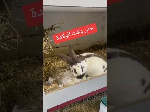 ولادة الارانب