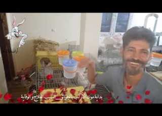  بداية موت الارانب بالجزائر الأسباب العلاج و الوقاية